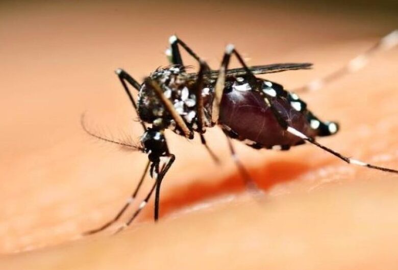 Período de chuvas e altas temperaturas: SES reforça cuidados para evitar criadouros da dengue