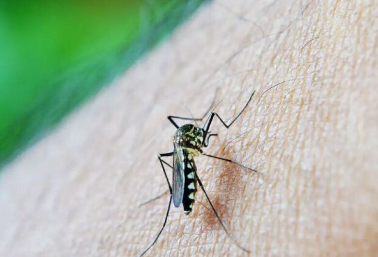 Mato Grosso do Sul confirma mais duas mortes por dengue