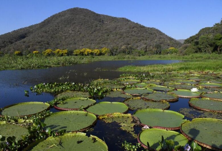 Lei do Pantanal entra em vigor: governo foca na fiscalização 