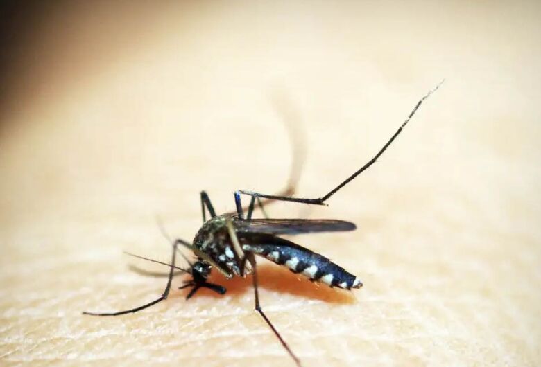 Mortes por dengue somam 105 na cidade de SP e 465 em todo o estado
