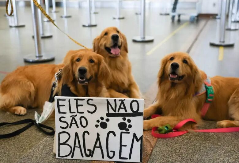 Após morte de Joca, tutores se manifestam no aeroporto de Brasília
