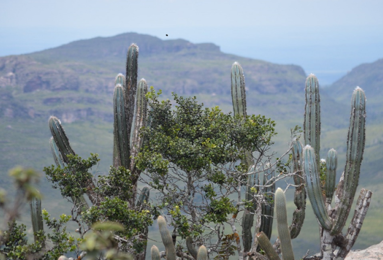 Bioma exclusivamente brasileiro oferece vários destinos de ecoturismo
