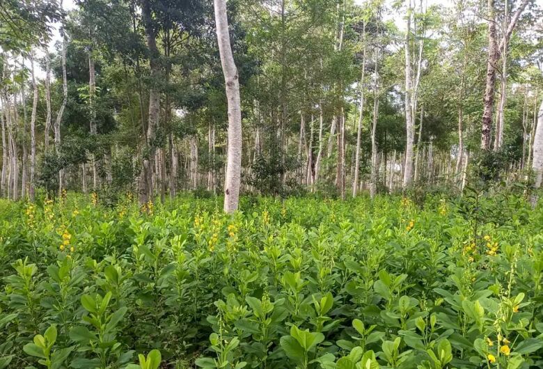 Brasil deve recuperar 25 milhões de hectares de vegetação nativa
