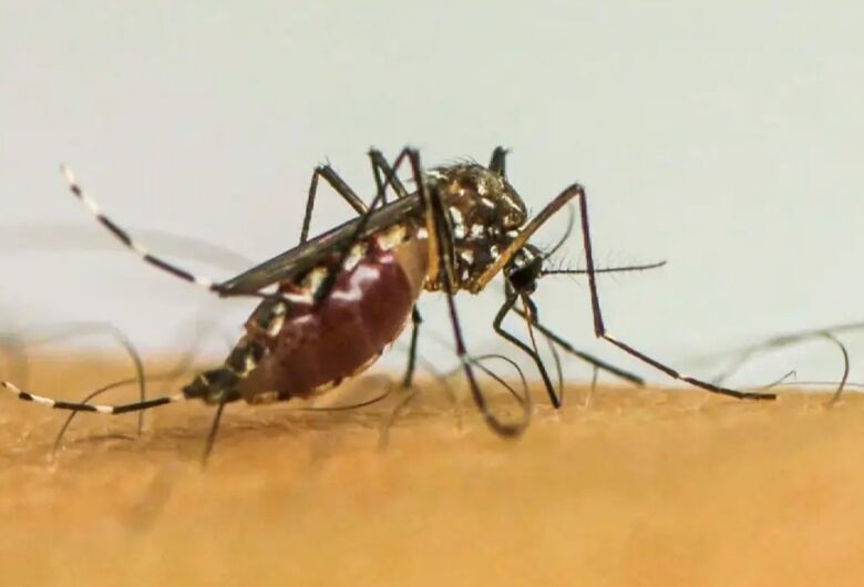 Brasil tem quase 4 milhões de casos prováveis de dengue
