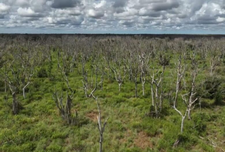 Fazendeiro utiliza Agente Laranja para desmatar parte do Pantanal e causa destruição ambiental