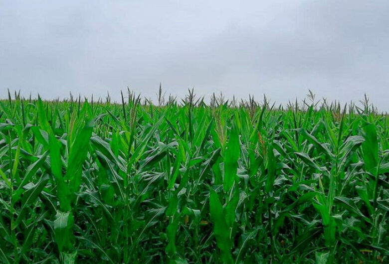 Clima influencia a cultura do milho segunda safra no Estado