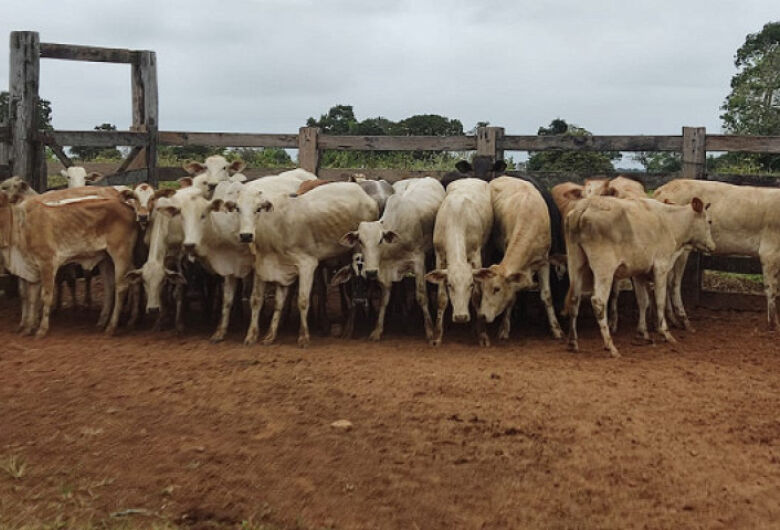 Polícia Civil esclarece furto e recupera lote de gado em MS