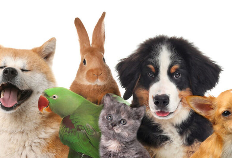 Nova Proposta no Senado: animais de estimação poderão ser reconhecidos como membros da família