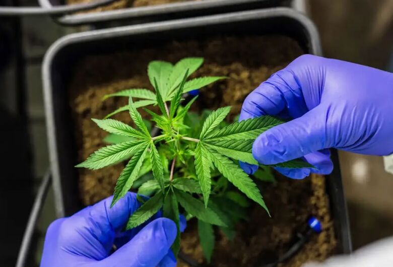 Anvisa defende manutenção de marco regulatório para cannabis medicinal
