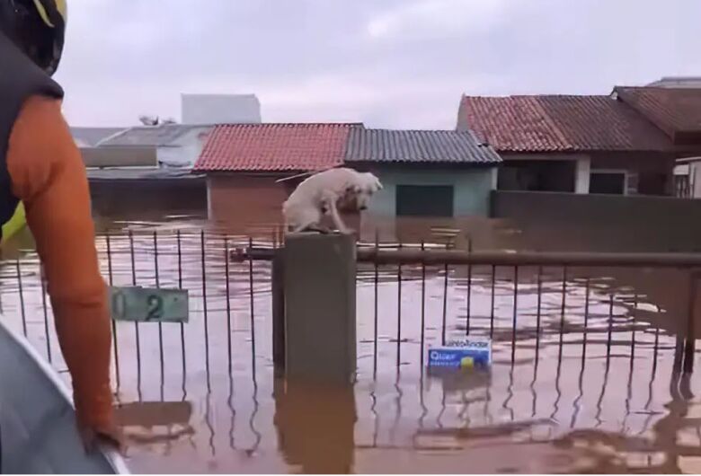 Pelo menos 3,5 mil animais ilhados pela chuva foram resgatados no RS
