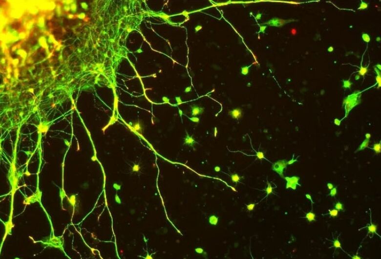 Evento na USP debate uma nova perspectiva para a evolução humana a partir dos neurônios