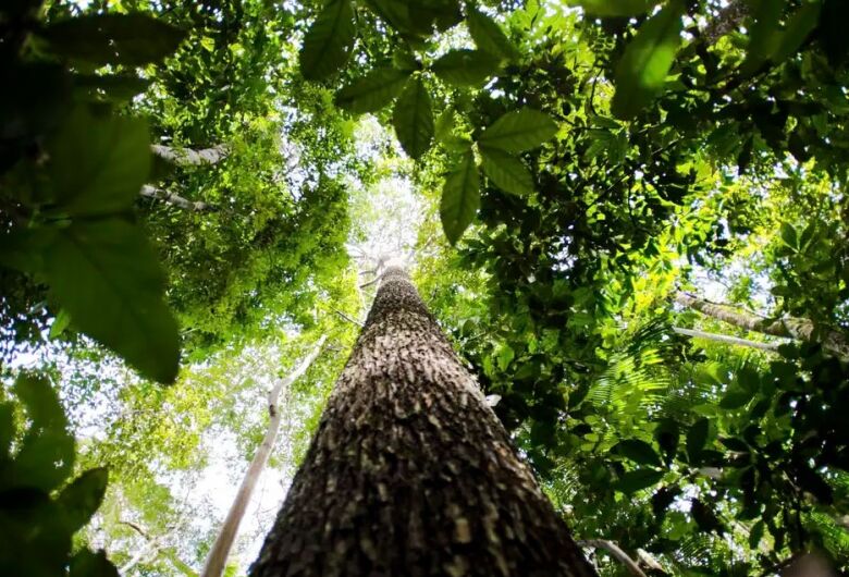 Em nova doação, Noruega repassa mais de R$ 270 mi ao Fundo Amazônia
