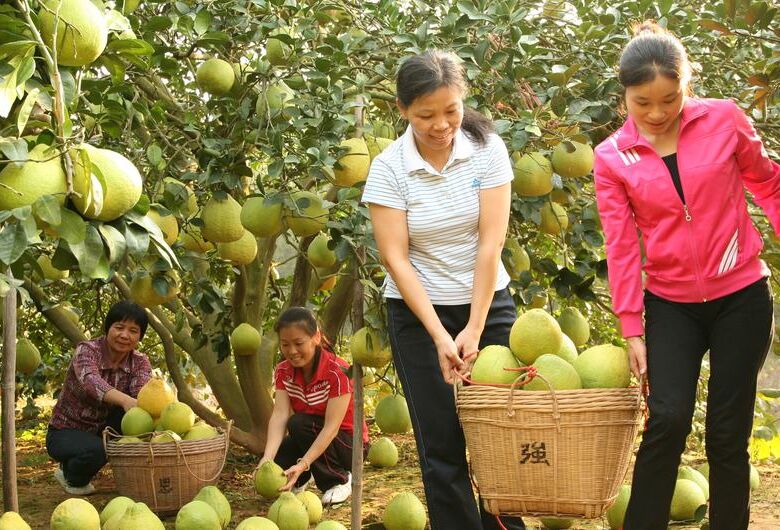 FAO: Fundo de recursos genéticos garante "biblioteca" de soluções para agricultura 