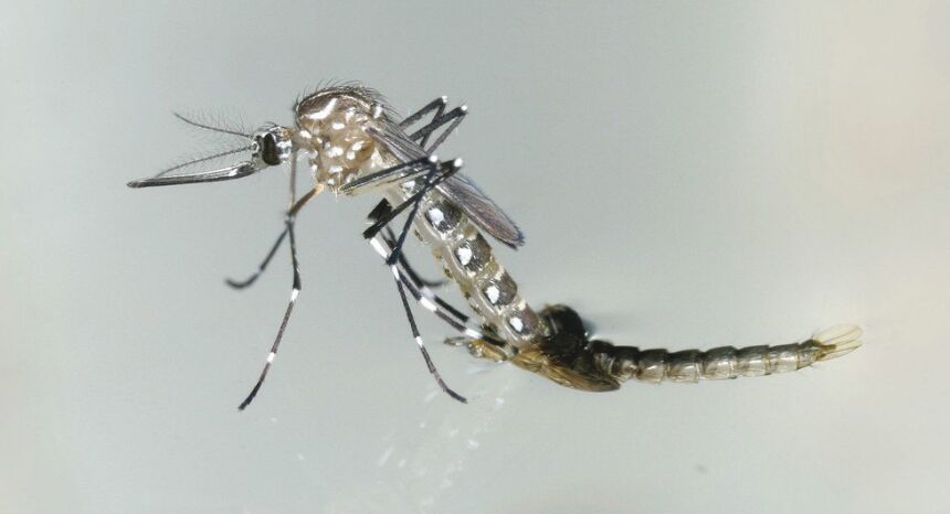 Quase 4 bilhões de pessoas correm risco de infecção pelo Aedes
