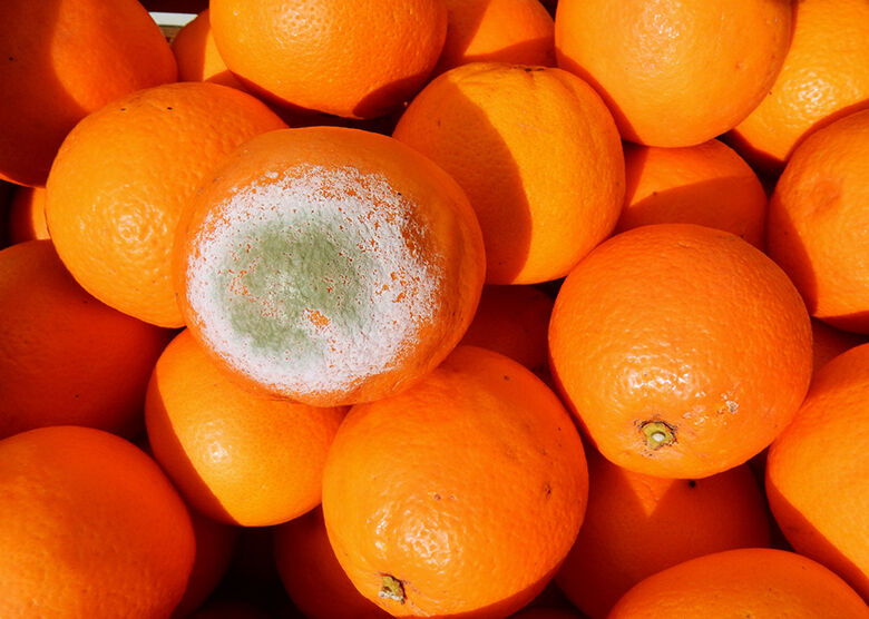 Manejo integrado não usa químicos para controlar o bolor verde da laranja - Crédito: Divulgação