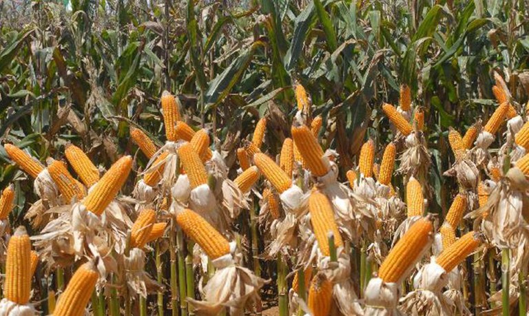 Novo bioinseticida combate pragas nas lavouras de soja, milho e algodão - Crédito: Divulgação