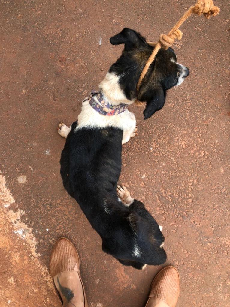PMA de Batayporã autua infratora em R$ 2 mil por maus-tratos a dois cachorros - 