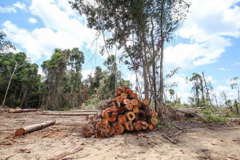 Proposta eleva imposto em áreas com desmatamento ou queimada - Crédito: Alex Ribeiro/Ag.Pará