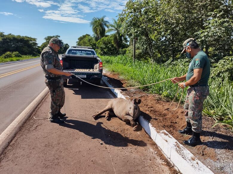Polícia Militar Ambiental e PRF resgatam anta ferida à margem da BR 262 depois de atropelamento - Crédito: Divulgação