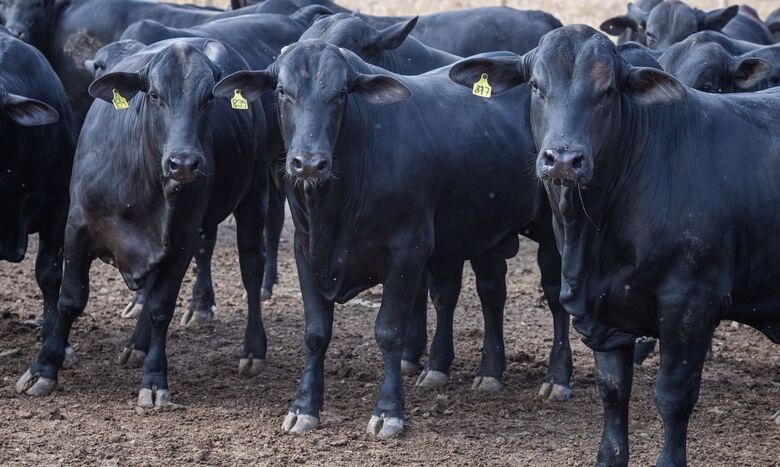 Abate de bovinos cai 10,3% no primeiro trimestre do ano - Crédito: CNA/Wenderson Araujo/Trilux