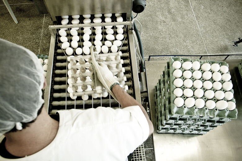 Seleção, classificação e características de ovos aumentam qualidade do produto na gôndola - Crédito: Famasul