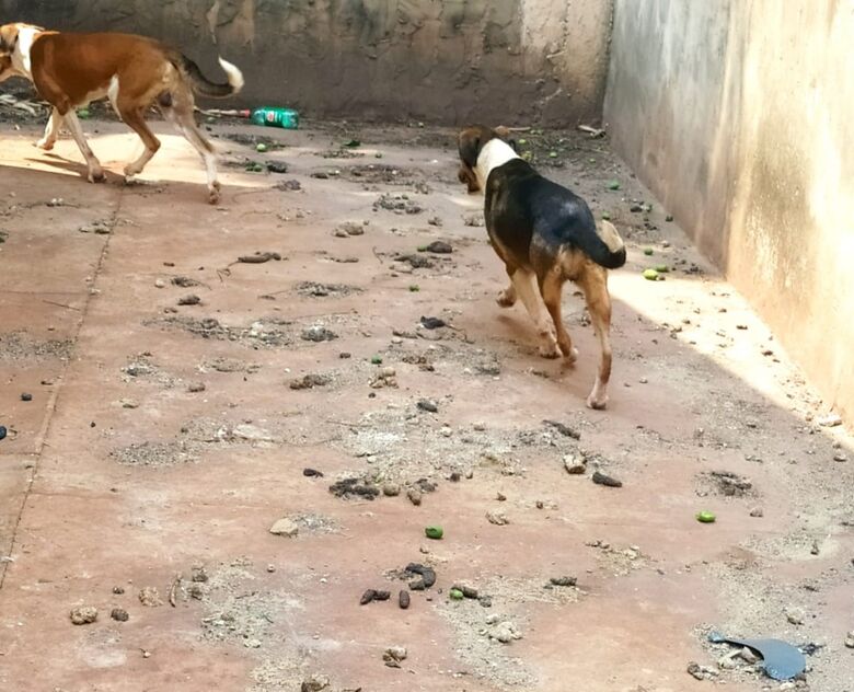 Polícia resgata cinco cachorros em situação de abandono - Crédito: Os cães estavam abandonados e sem a higienização do local adequada