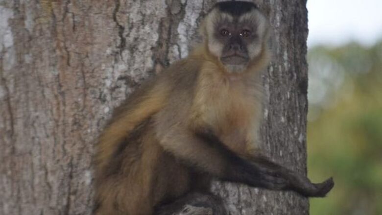 Macaco com a pata estendida; primatas aprenderam a 'pedir comida' aos humanos em meio à situação adversa no Pantanal, dizem ONGs - Crédito: Fundação ecotrópica/via BBC