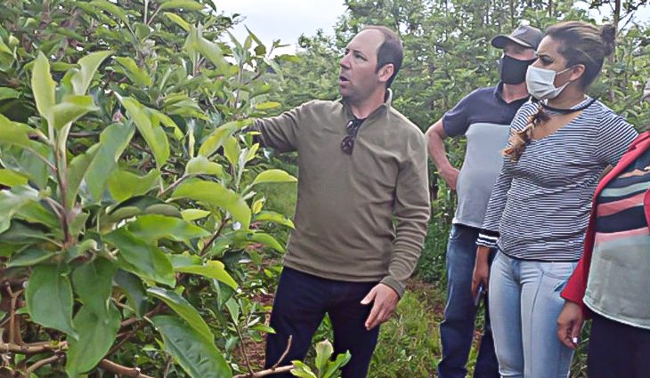 Mais de 650 indígenas sul-mato-grossenses serão contratados para o raleio das maçãs - 