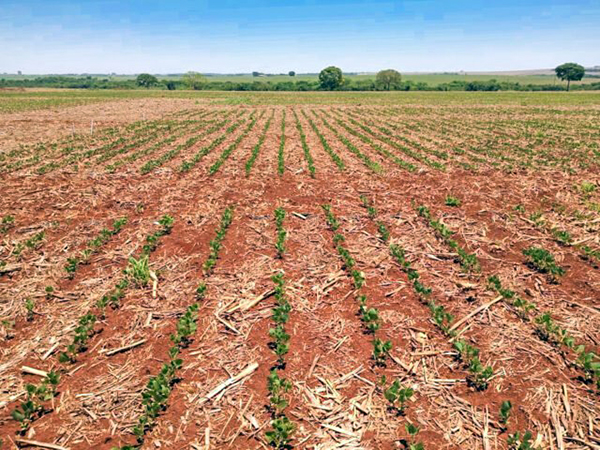 Plantio de soja da safra 2021/22 atinge 51% no Brasil - Crédito: Canal Rural / Arquivo