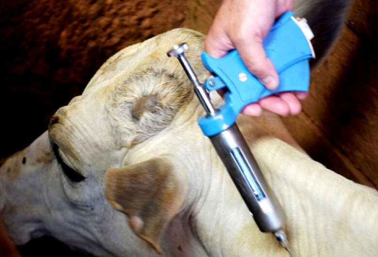 Vacinação é obrigatória para animais até 24 meses entre os dias 1° e 30 de novembro - Crédito: Divulgação