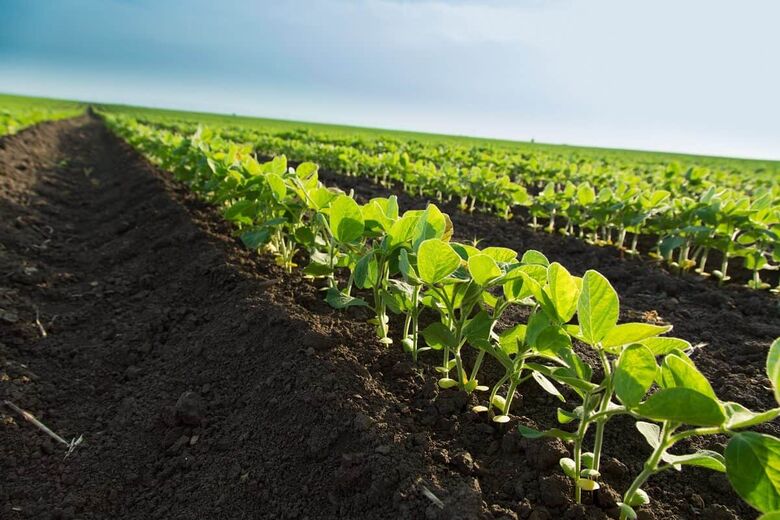 Área plantada com soja na safra 2021/2022 alcançou 3,776 milhões de hectares no MS - Crédito: Divulgação