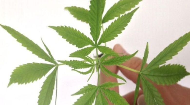 Medicamento à base de Cannabis é liberado pela Anvisa; já são 10 no Brasil - Crédito: Polícia Federal/Divulgação