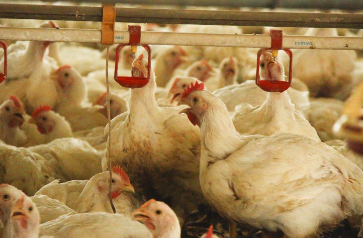 Decreto do Governo ajuda o setor de avicultura: granjas tiveram que abrir novos poços e contratar caminhões pipa para suprir falta de água - Crédito: Edemir Rodrigues