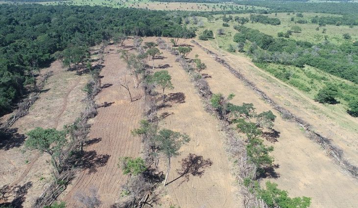 PMA autua 433 infratores e aplica R$ 7 milhões em multas por desmatamentos ilegais em 2021 - 