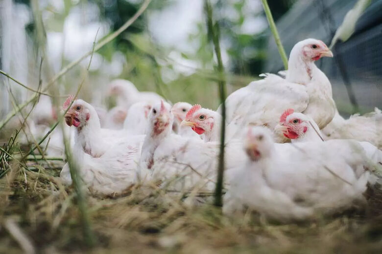 Onda de calor provoca morte de 400 mil galinhas no Uruguai - Crédito: Pixabay