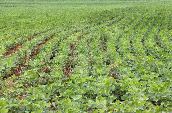 Prazo para registro da área plantada com soja em Mato Grosso do Sul termina dia 10 de janeiro - Crédito: Chico Ribeiro