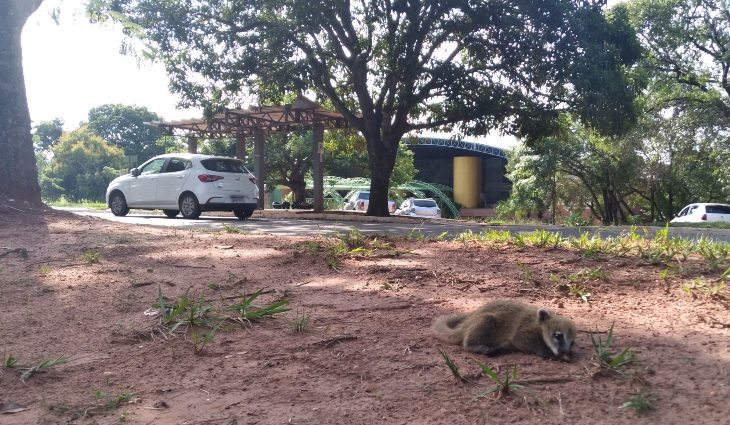 PMA captura e resgata quase 8 bichos por dia em MS; número de animais silvestres na área urbana dobrou em 3 anos - Crédito: Paulo Fernandes