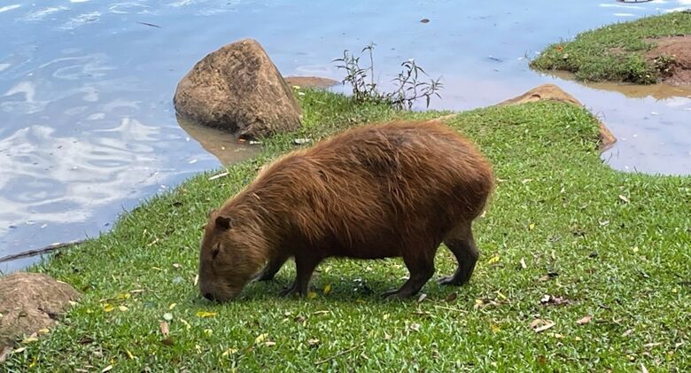 16 ideias de Capivara  capivara, capivaras, capivara desenho