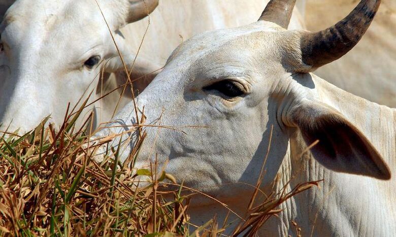 Cabeças de bovinos abatidas somam 6,91 milhões - Crédito: Agência Brasil