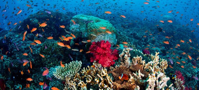 Corais em Fiji. Assembleia do Meio Ambiente reunida até o fim da semana - Crédito: © Coral Reef Image Bank/Tom Vierus
