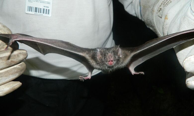 Em dois casos, doença foi causada por mordida de um mesmo morcego - Crédito: Divulgação/Governo de SC