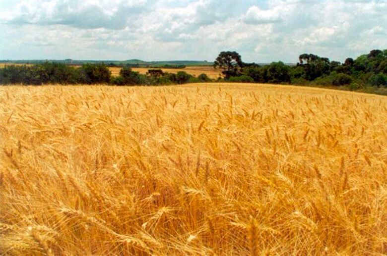 “O trigo é a mais política de todas as commodities", diz senador - Crédito: Agência Senado