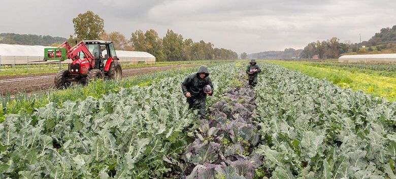 Trabalhadores em colheita em uma fazenda em Roma, Itália - Crédito:  FAO/Alessandro Penso