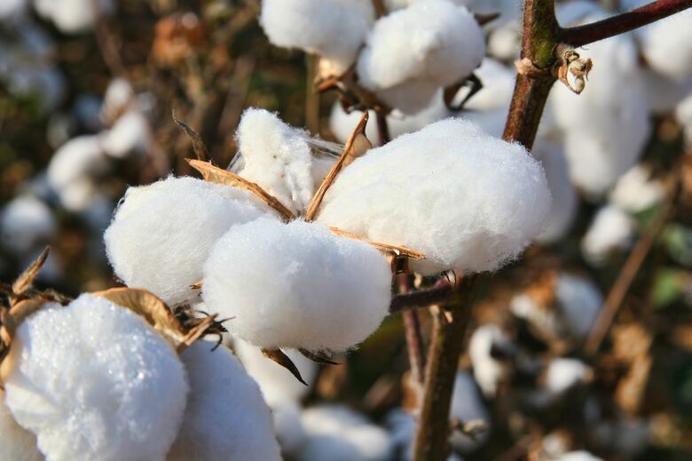 O algodão é um dos destaques do VBP, com aumento real de 45% - Crédito: Divulgação