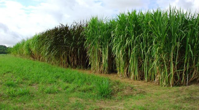 No Estado as culturas que mais utilizam a irrigação são a cana-de-açúcar, soja e milho - Crédito: Portal Brasil