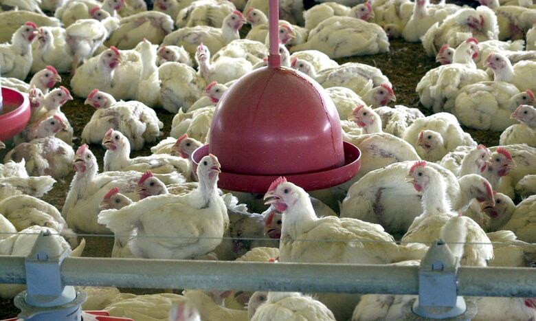 No primeiro trimestre deste ano o abate de frangos recuou 1,7% - Crédito: Agência Brasil