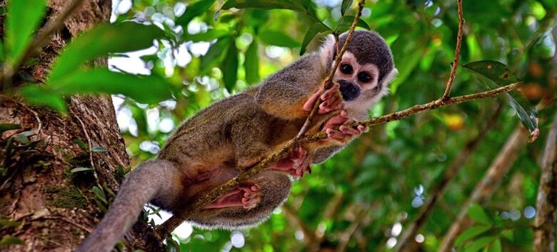 Macaco na floresta Amazônica. - Crédito: Unsplash/Andres Medina