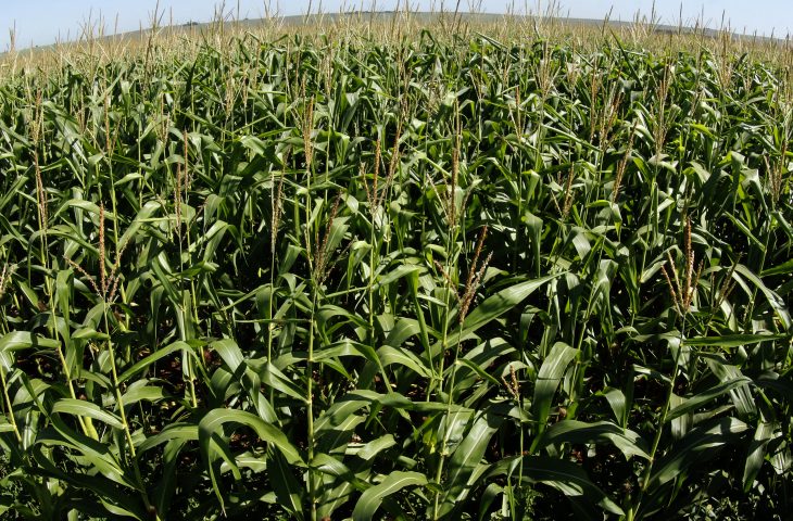 A safrinha de milho em Mato Grosso do Sul continua em boas condições com mais de 85% das lavouras em bom desenvolvimento. - Crédito: Divulgação