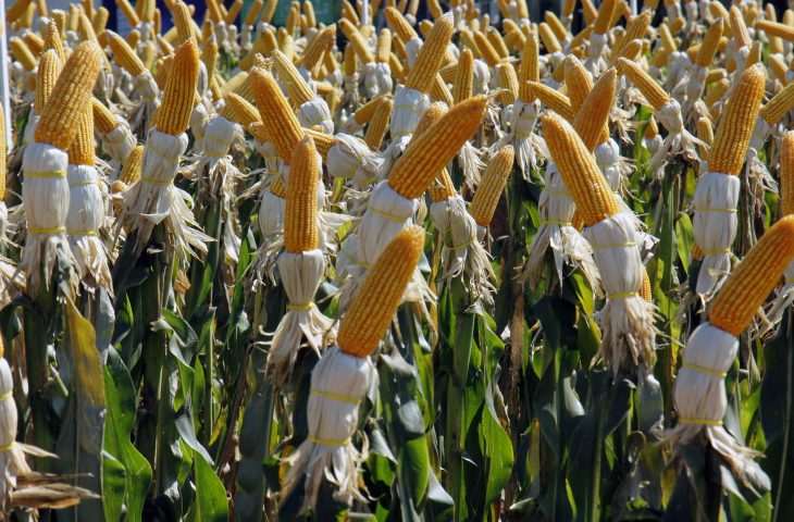 O VBP da soja reduziu 19,89%, enquanto o do milho aumentou 66,76% - Crédito: Divulgação