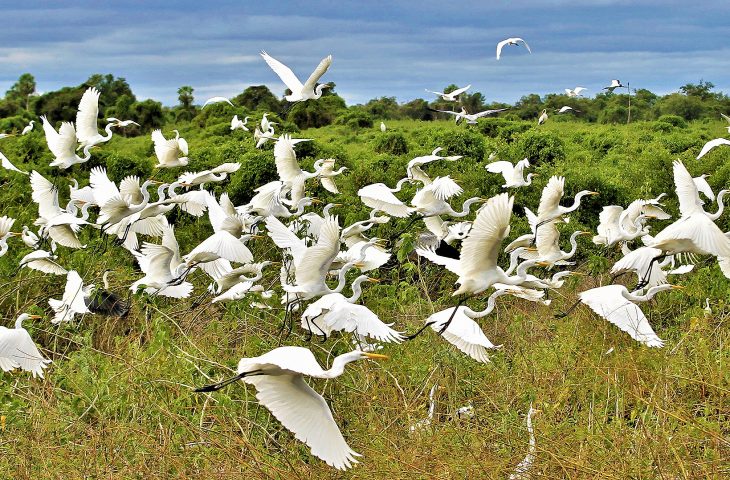 O Pantanal é um importante produto turístico do Mato Grosso do Sul e encontra-se em evidência por conta das gravações do remake da novela de mesmo nome - Crédito: Saul Schramm 
